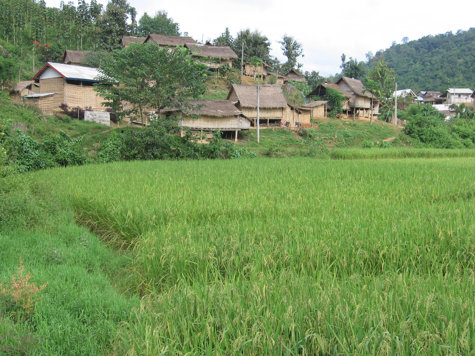 White Gold: The Commercialisation Of Rice Farming In The Lower Mekong ...