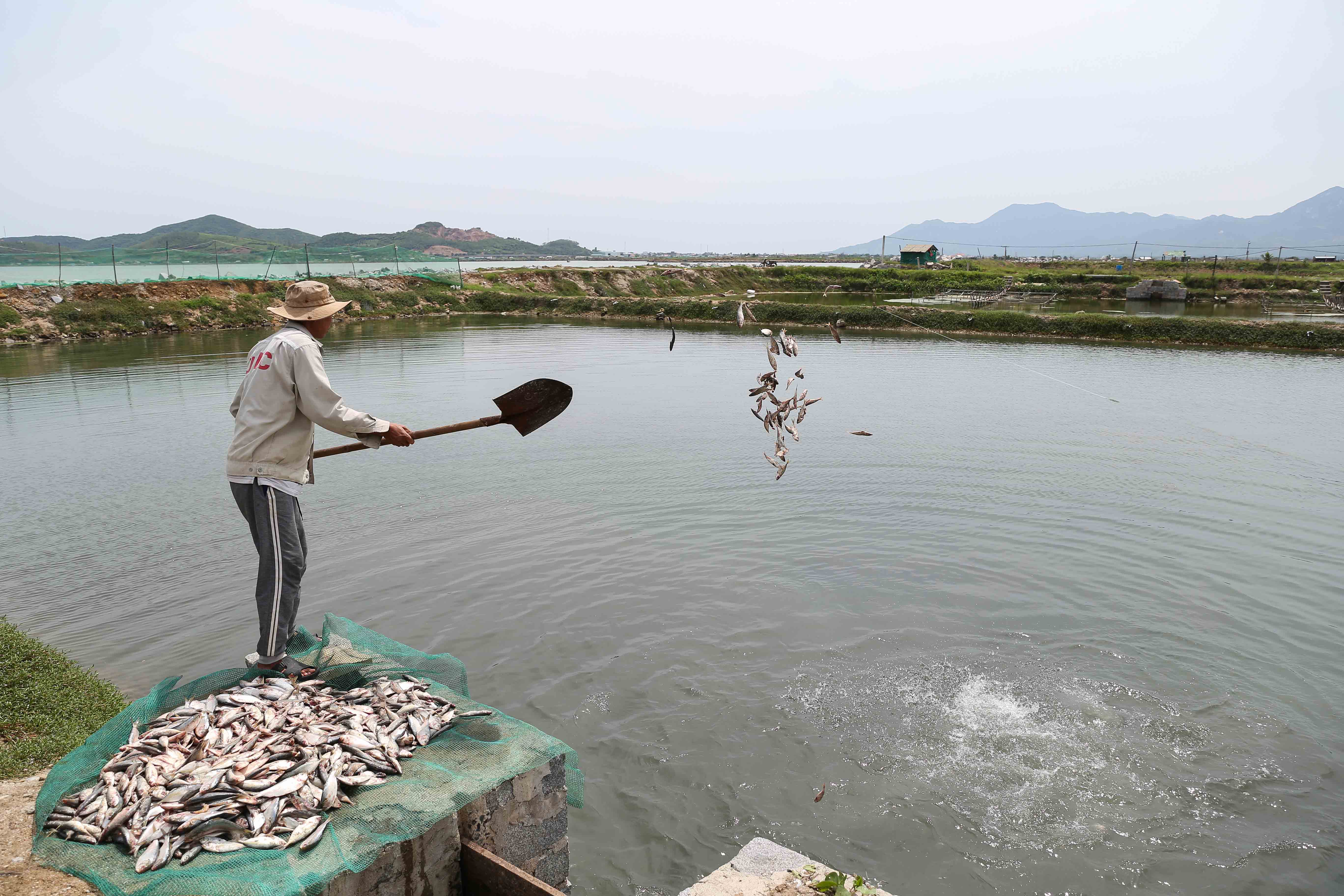 A fish farmer feeding grouper with 'trash fish'; wild-caught and small-sized fish