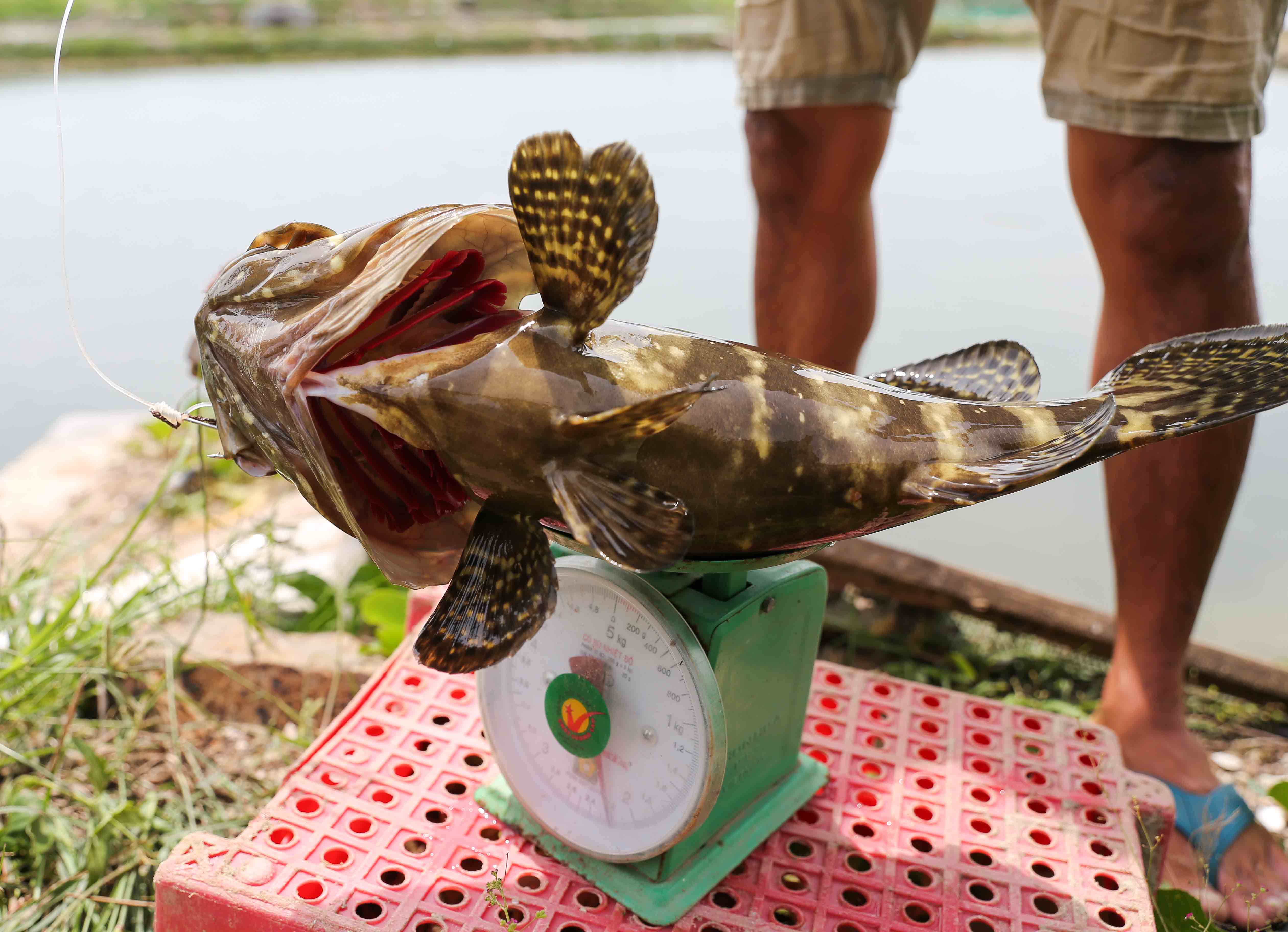 Hybrid grouper is one of the most profitable species, highly preferred by Vietnamese fish farmers.