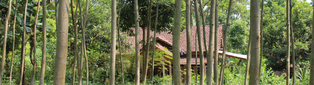 House in the middle of a forest 