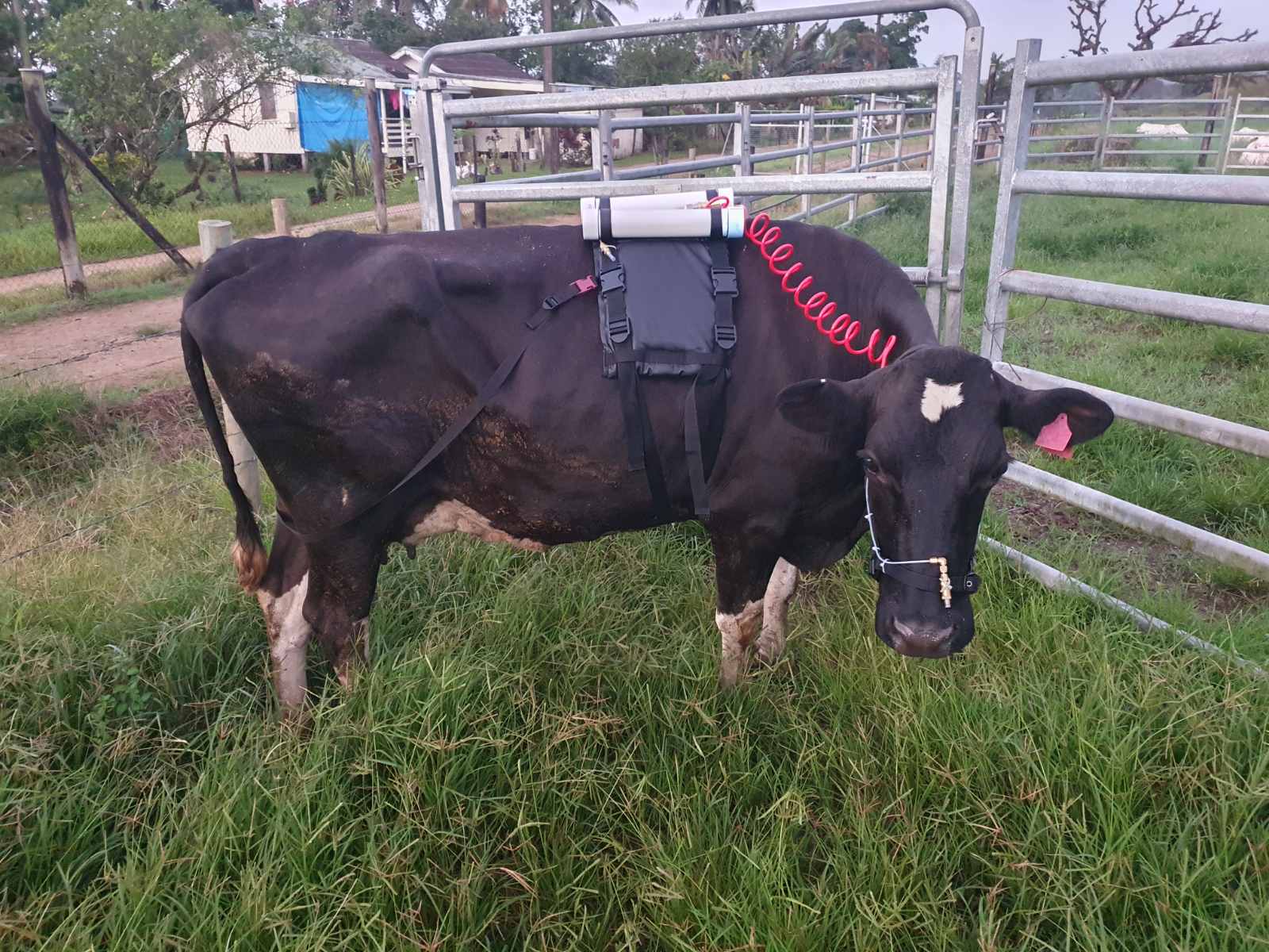 A cow in a grassy pen with a cannister and harness on its back. 