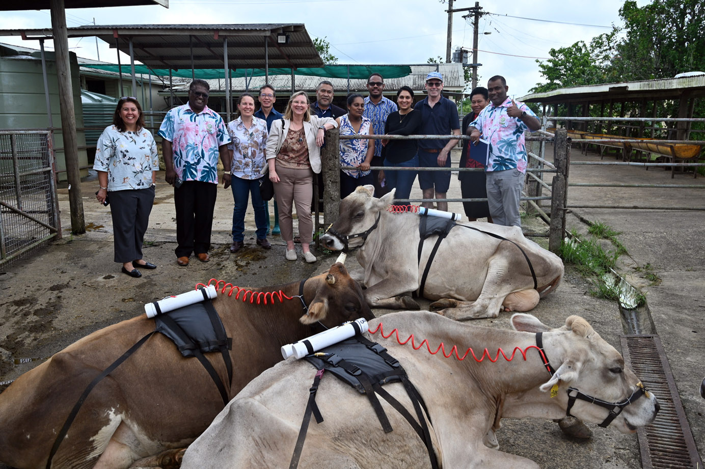 A group of people stand next to three cows lying down in a pen wearing cannisters on their backs. 