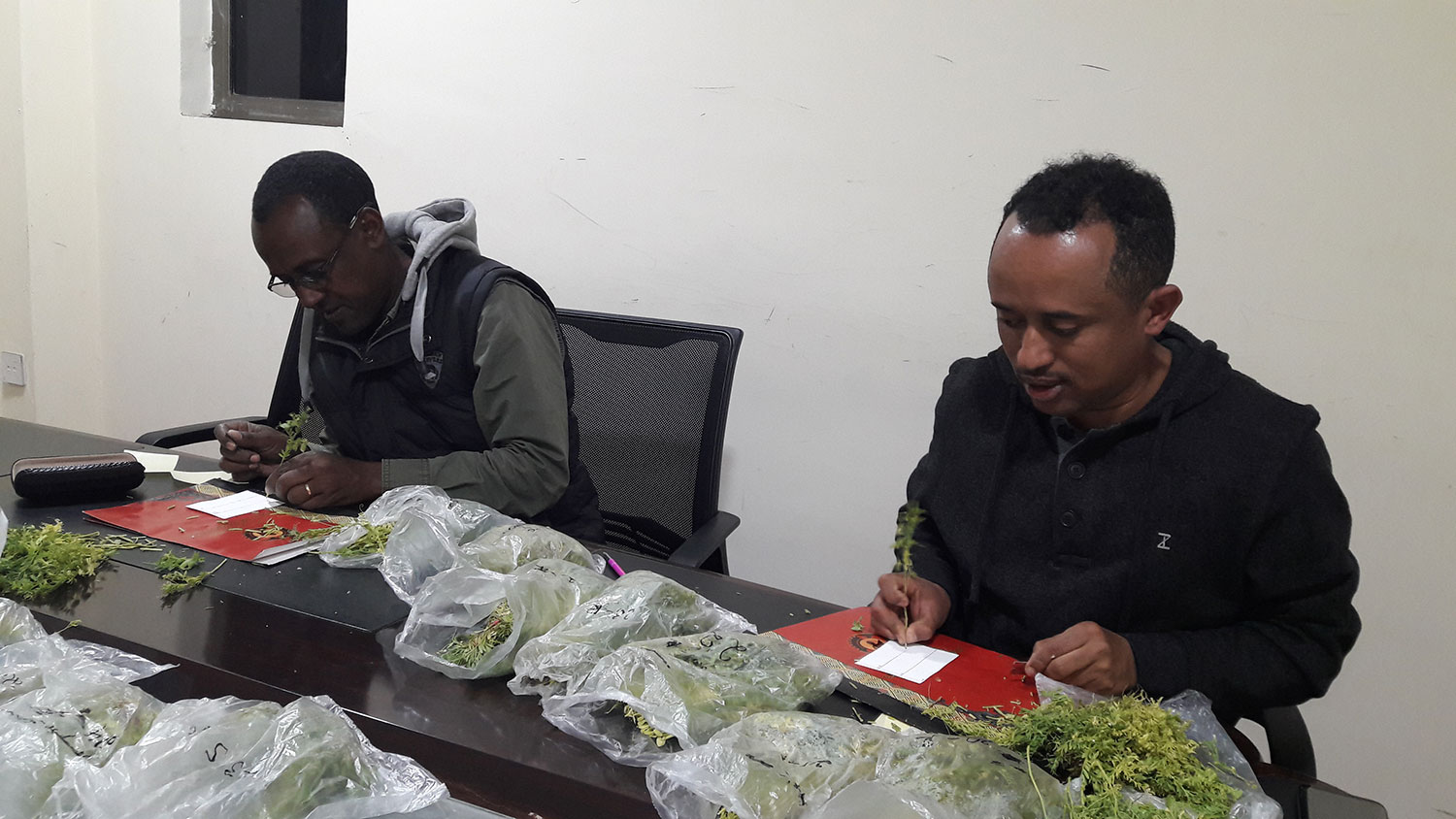 ICARDA staff blotting lentil samples.