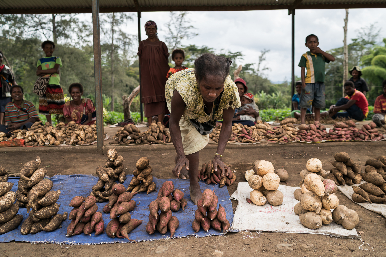 Supporting commercial sweetpotato production and marketing in the Papua