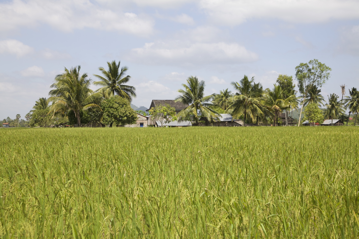 Sustainable intensification and diversification in the lowland rice ...