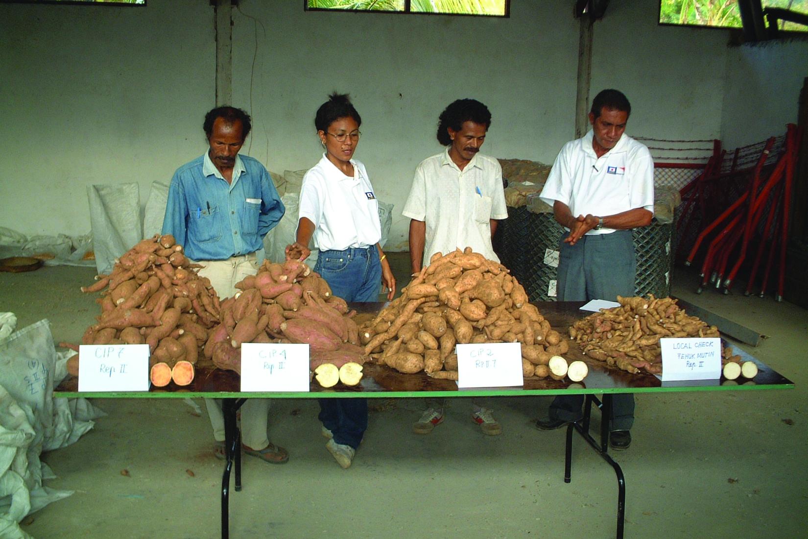 Timor-Leste Sweet Potato tasting in 2004 in Maliana.