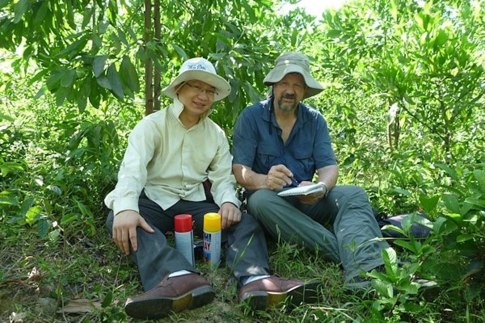 Do Huu Son of the Vietnamese Academy of Forest Sciences and Chris Harwood review their selections of candidate acacia hybrid trees they have been making in a young field trial in central Vietnam. Photo: Dr Pham Xuan Dinh