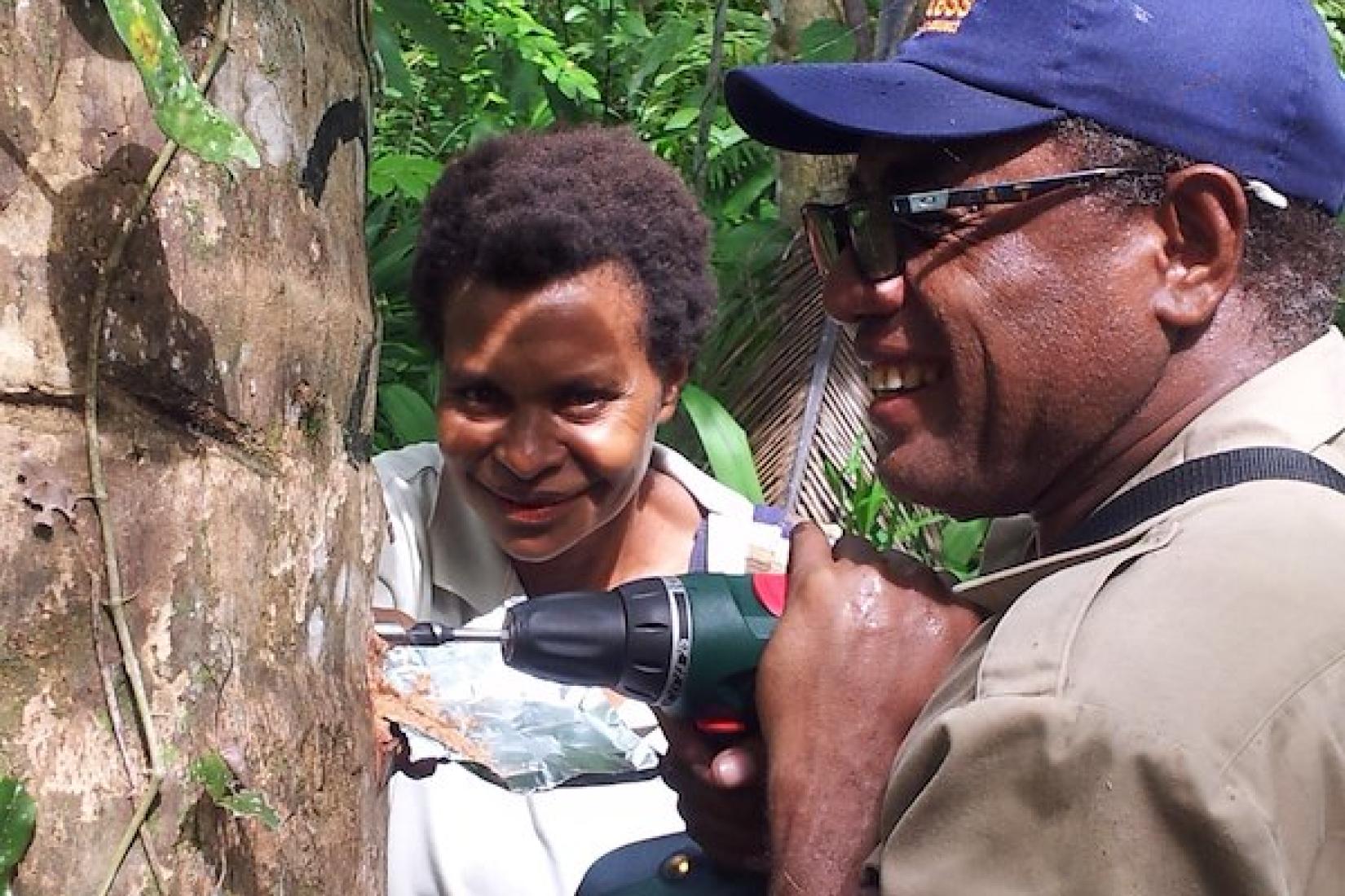 Researchers drilling to collect samples of Bogia coconut syndrome (BCS) in Papua New Guinea.