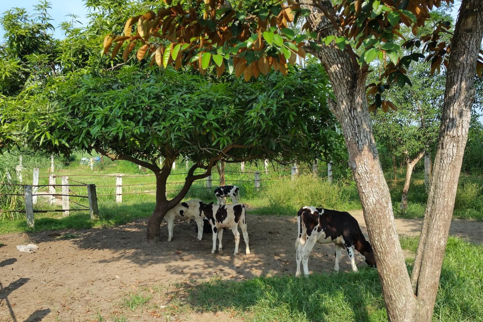Calves standing in a small pen under trees