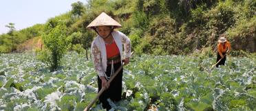 The new vegetable industry is a major employer of women and ethnic minority groups in Son La Province, Vietnam. In Moc Chau and Van Ho districts, 55% of the farmers are women and are fully engaged in running businesses, planning, decision making and marketing.