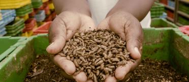 Hands holding insect larvae 