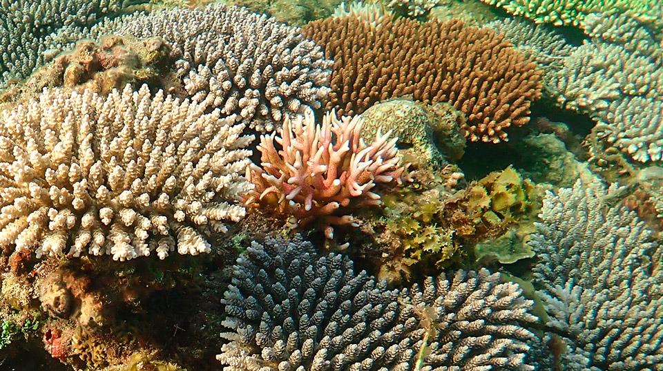 Institutional Effectiveness Of Coral Reef Restoration | ACIAR