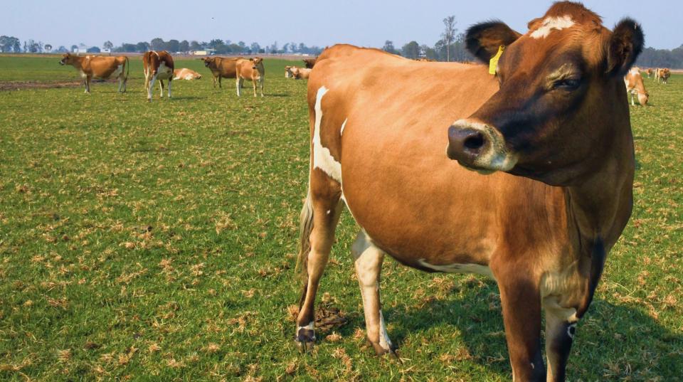 close-up of a brown cow in a pasture with cows in the background