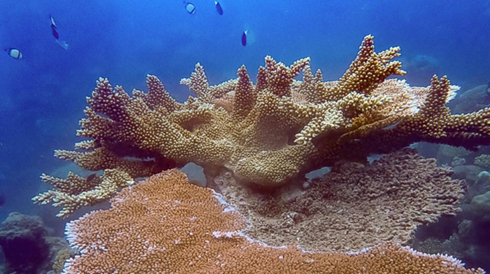 Coral under the sea in Australia