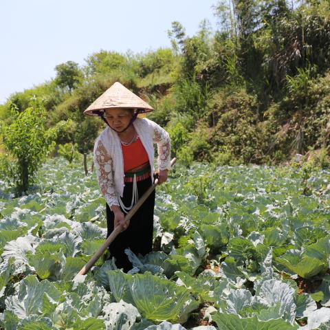 The new vegetable industry is a major employer of women and ethnic minority groups in Son La Province, Vietnam. In Moc Chau and Van Ho districts, 55% of the farmers are women and are fully engaged in running businesses, planning, decision making and marketing.