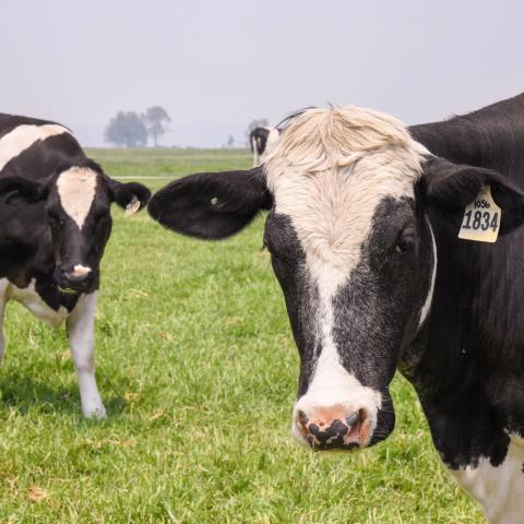 Cows in field 