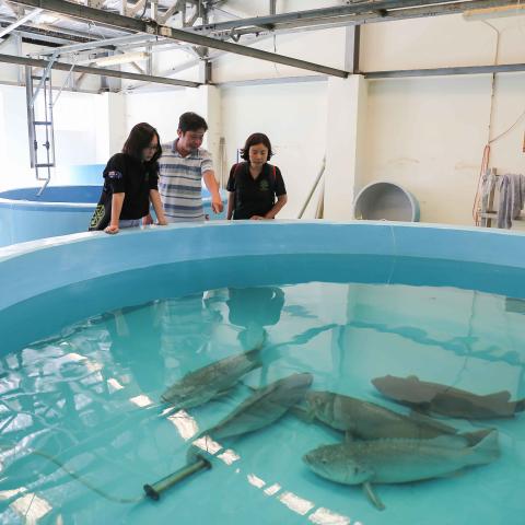 People looking at grouper fish in a tank 