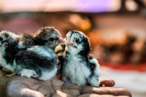 Three Skouy breed chicks on a person's hand.