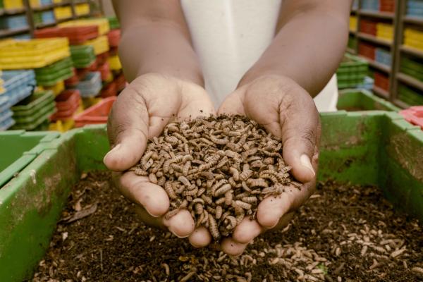 Hands holding insect larvae 