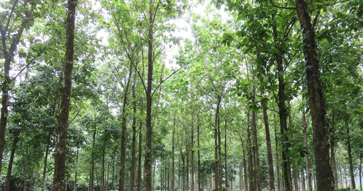 Planting a native hardwood alongside Teak in the Solomon Islands | ACIAR