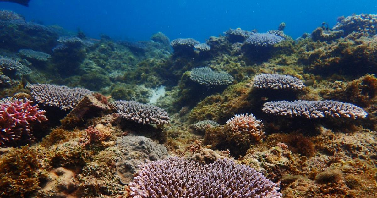 To the aid of coral reef habitats | ACIAR