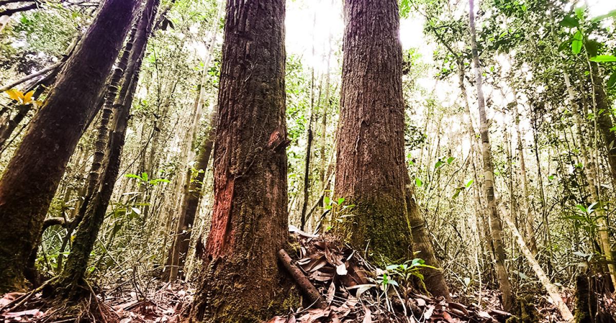 Retaining the jewels in the crown: Kalimantan peat forest remnants  ACIAR