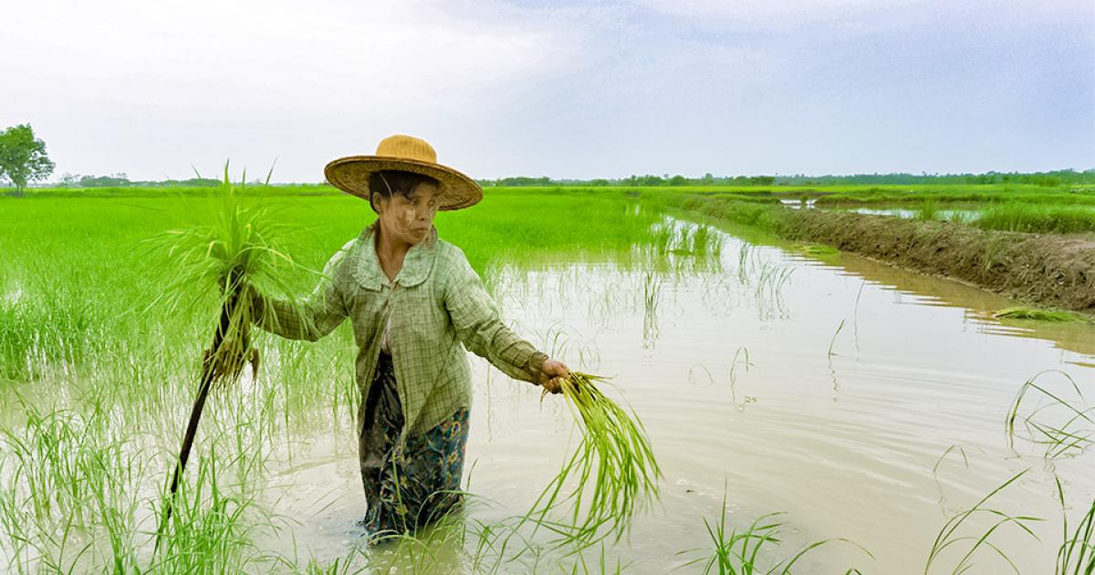 Water for fish and irrigation in the Mekong | ACIAR