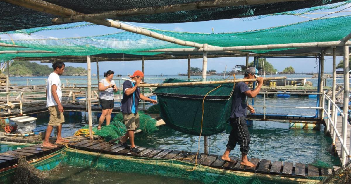 Developing technologies for giant grouper Epinephelus lanceolatus